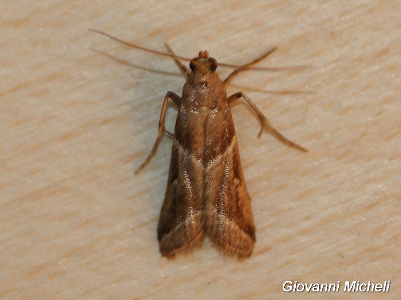 Piccola Falena da ID, forse Tortricidae? Cfr. Nyctegretis lineana, Pyralidae